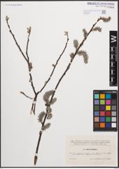 Foto von Salix cinerea L.
